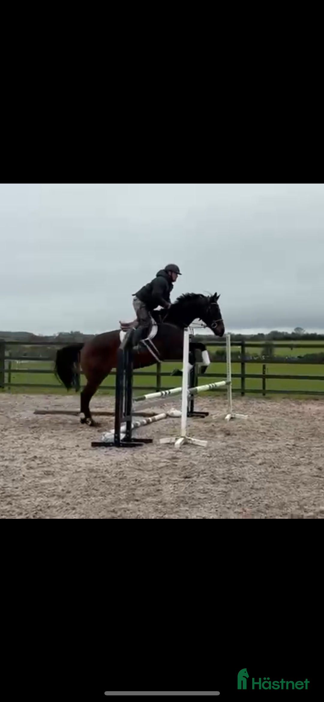 Allround hästar till salu: Världens snällaste kille  i Valbo - Annons 1