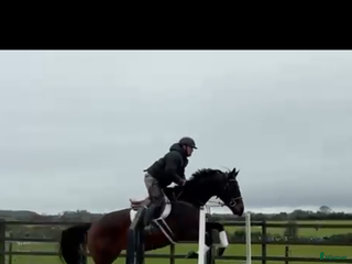 hästar Världens snällaste kille i Valbo - Annons 10