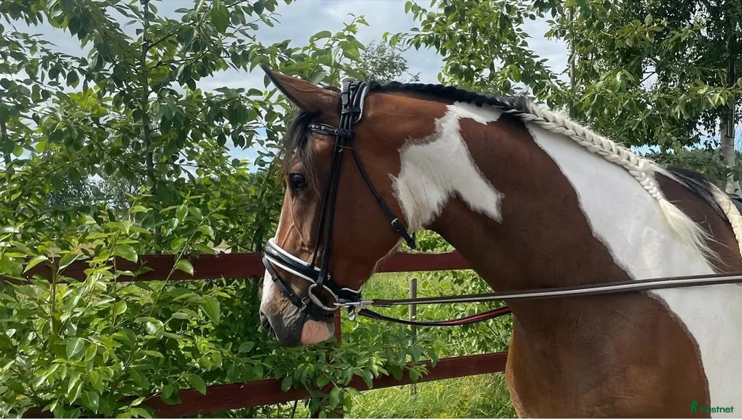 Allround hästar till salu: Framtida Stjärna - Annons 2