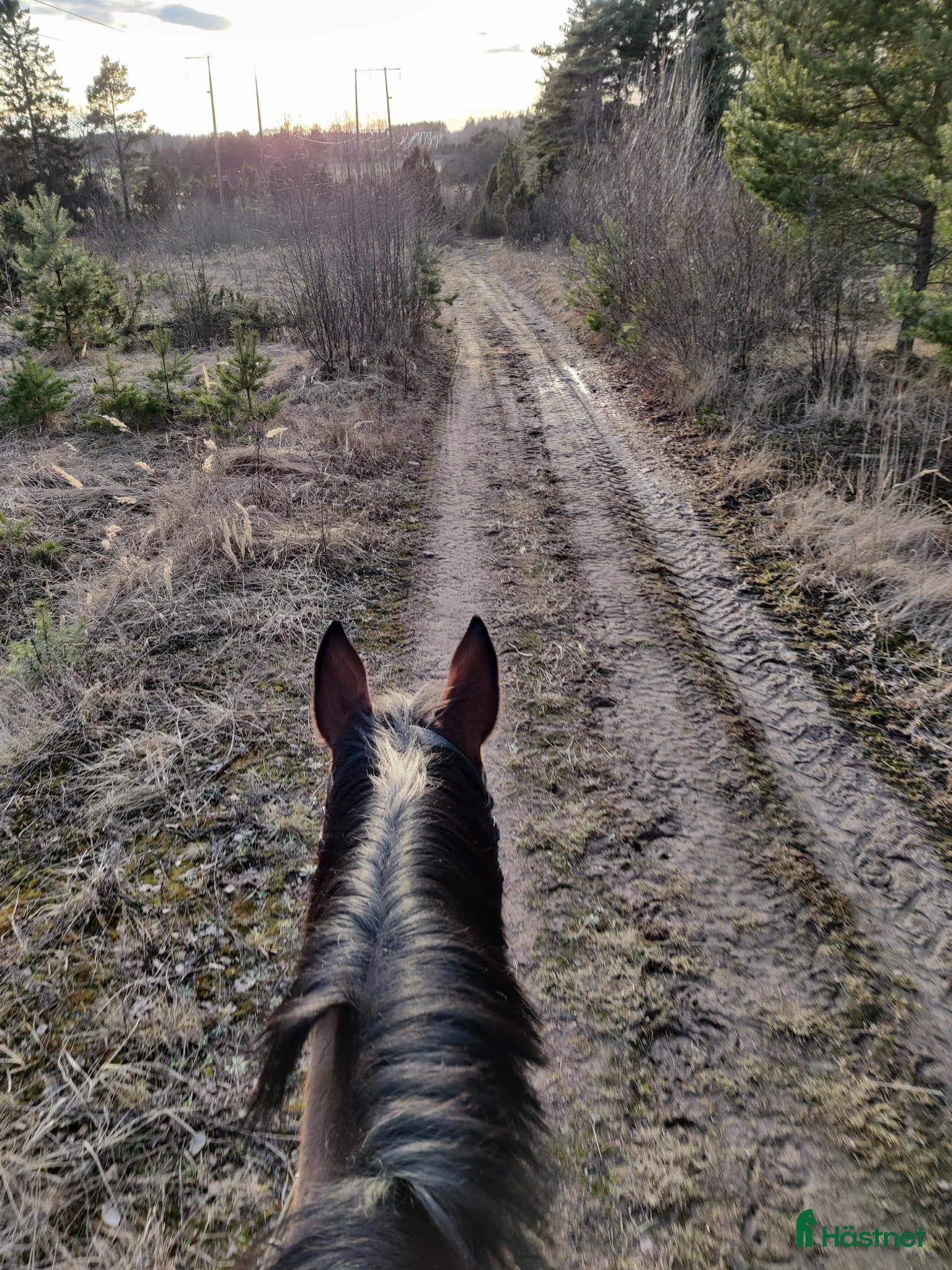  hästar Söker en lugn och snäll häst/ponny  - Annons 2