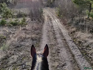 hästar Söker en lugn och snäll häst/ponny - Annons 1