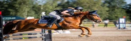 Allround hästar till salu: Finnhäst/ Finskt kallblod - Annons 1