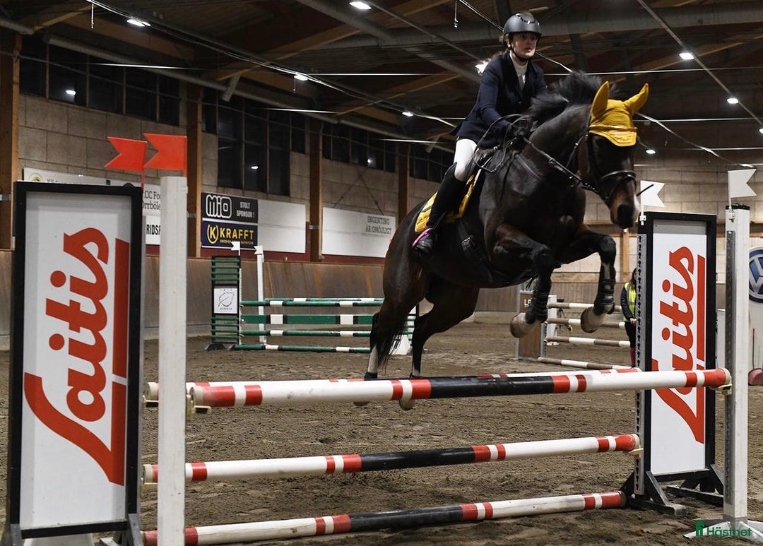 Allround hästar sökes: Hjälp med hästar  i Vännäs - Annons 3