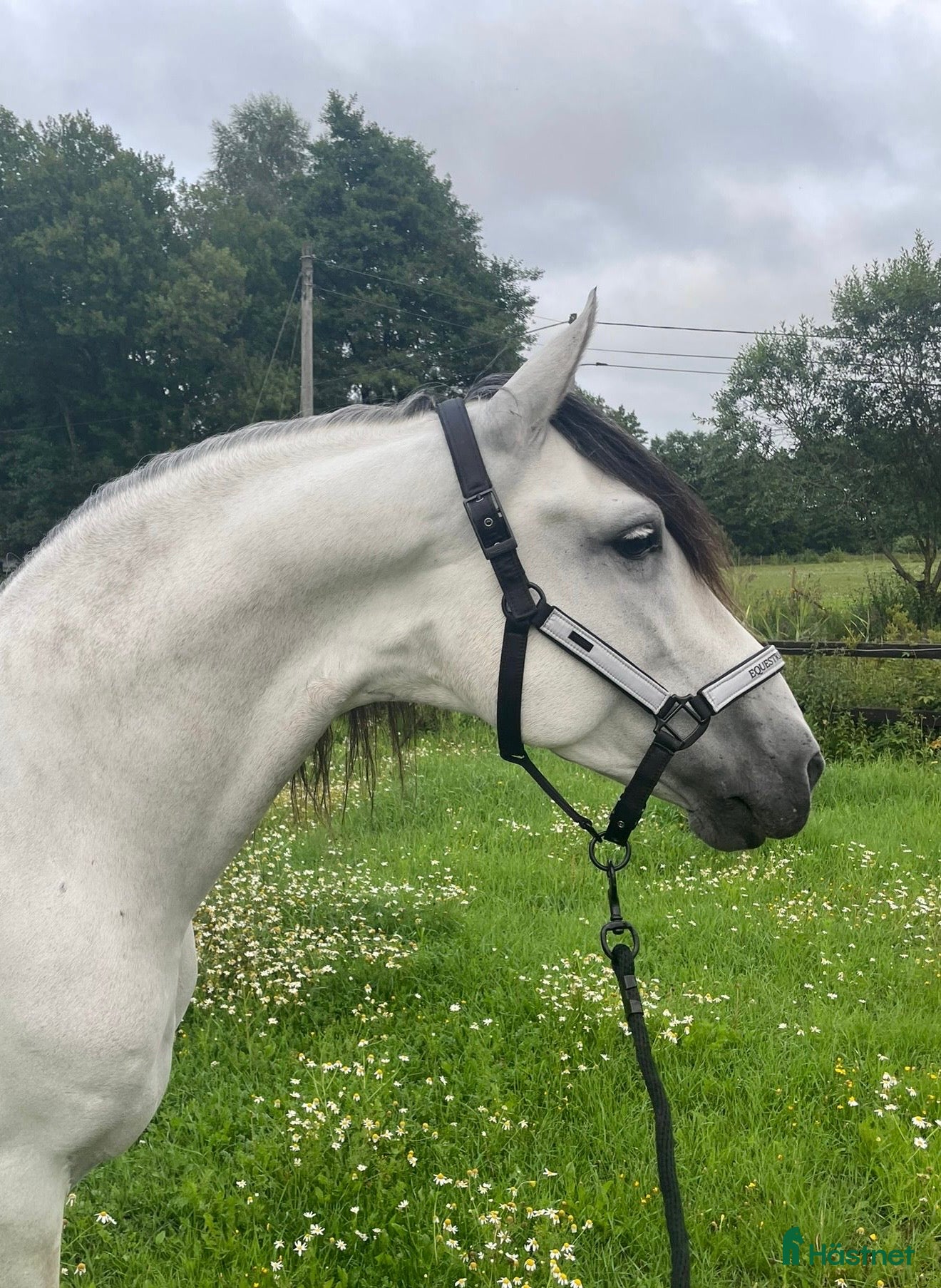  hästar Mycket trevlig PRE-valack - Annons 1