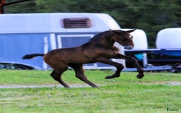 Dressyr hästar till salu: SvenskföLusitanohingst i toppklass, säljes/bytes i Örsundsbro - Bild 2