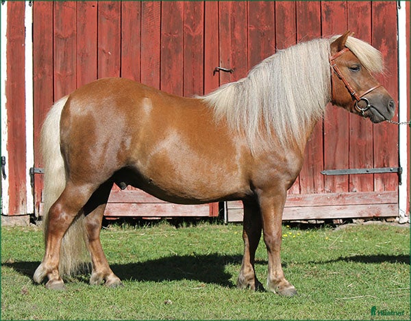  hästar Trevlig och snygg shetlandsvalck - Annons 15