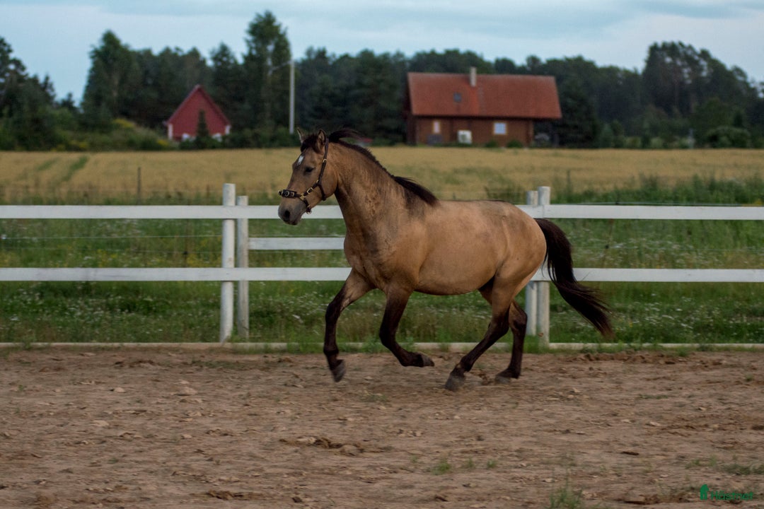 Allround hästar till salu: Guldfärgad D-ponny med fri transport inom Sverige i Helsingfors - Annons 4