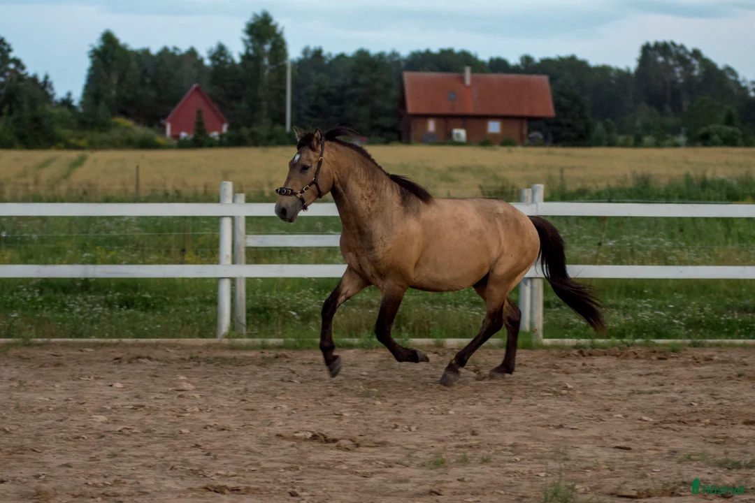 Allround hästar till salu: Guldfärgad D-ponny med fri transport inom Sverige i Helsingfors - Annons 4