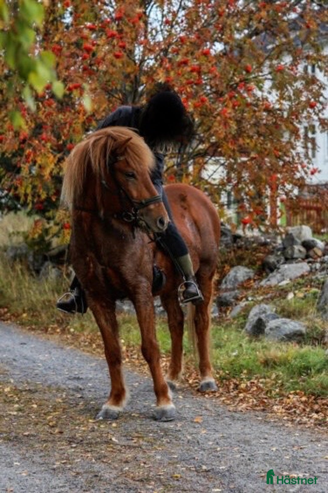 Island hästar till salu: Pigg och snäll isprins i Ullånger - Annons 3