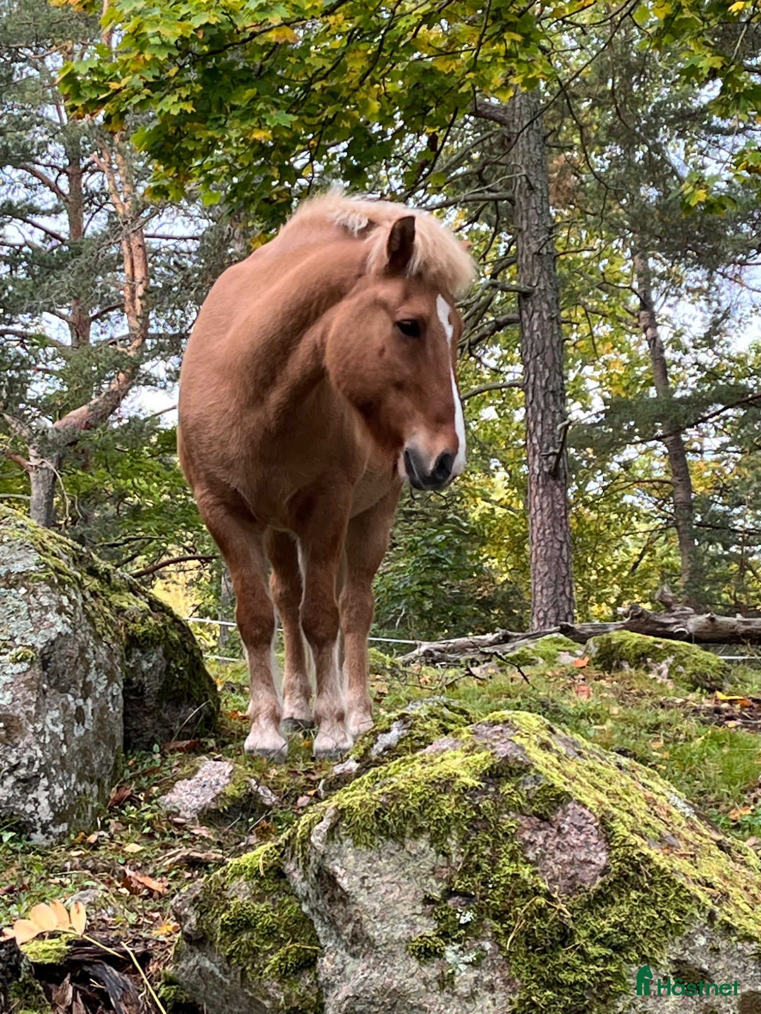  hästar Charmig valack  - Annons 1