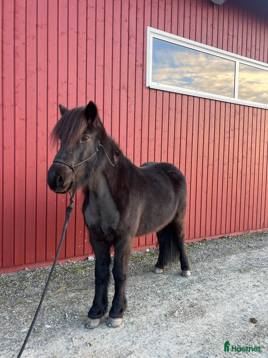 Island hästar till salu: Seksårigt sto för framtidens tävlingsbanor💗 i Glava - Annons 4