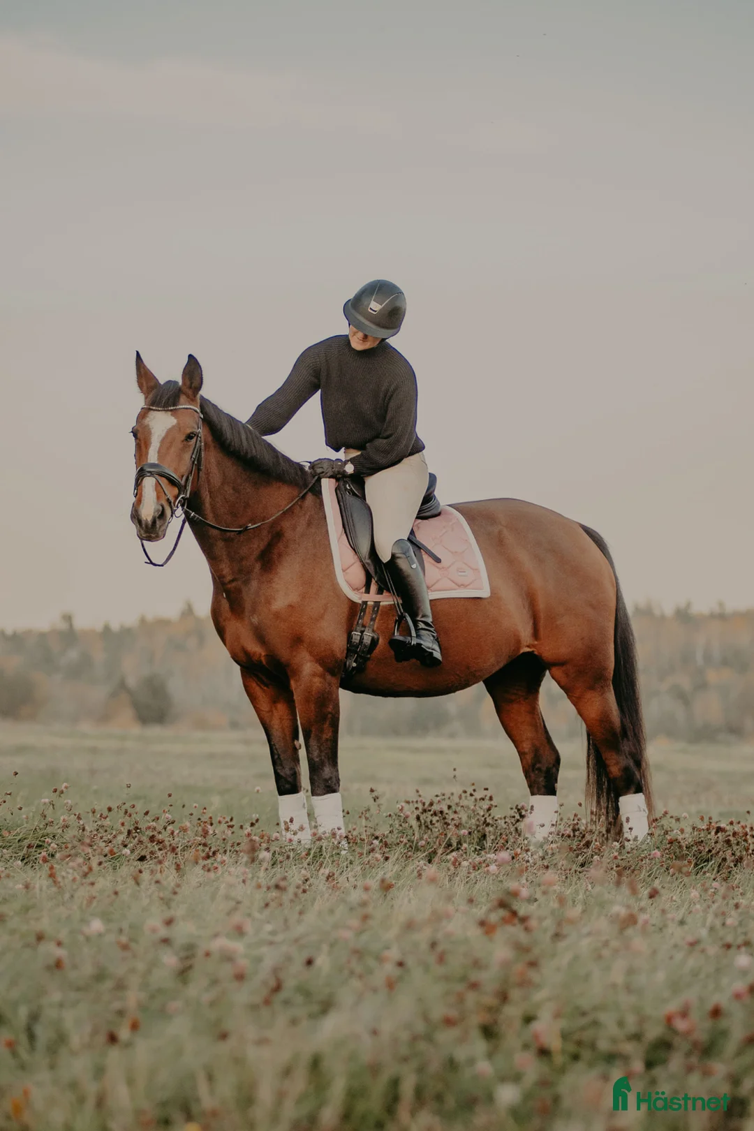  foderhäst finnes: 18 årigt sto uthyres  - Annons 2