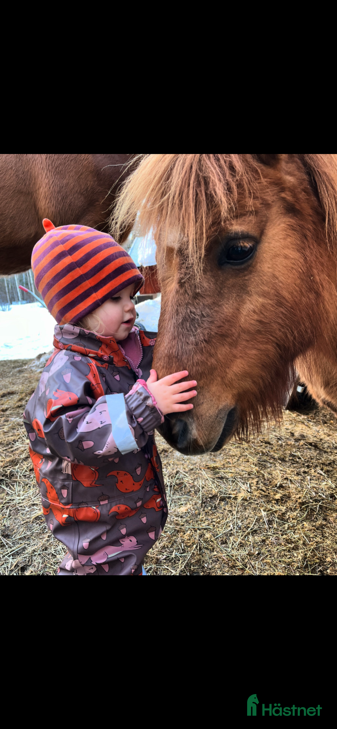 Övrigt hästar till salu: Världens mesta Isor  i Söderhamn - Annons 8