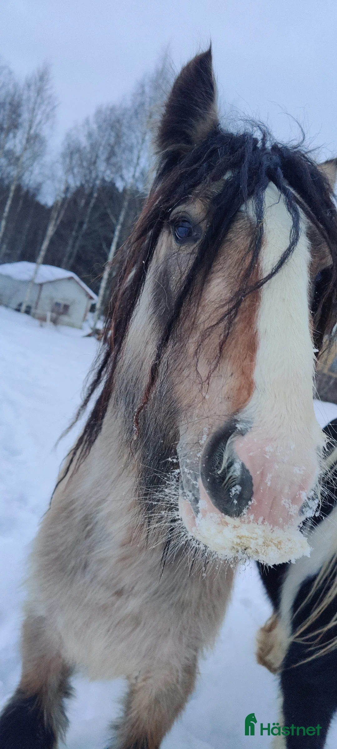 Övrigt hästar till salu: Gulbrun grabb - Annons 2
