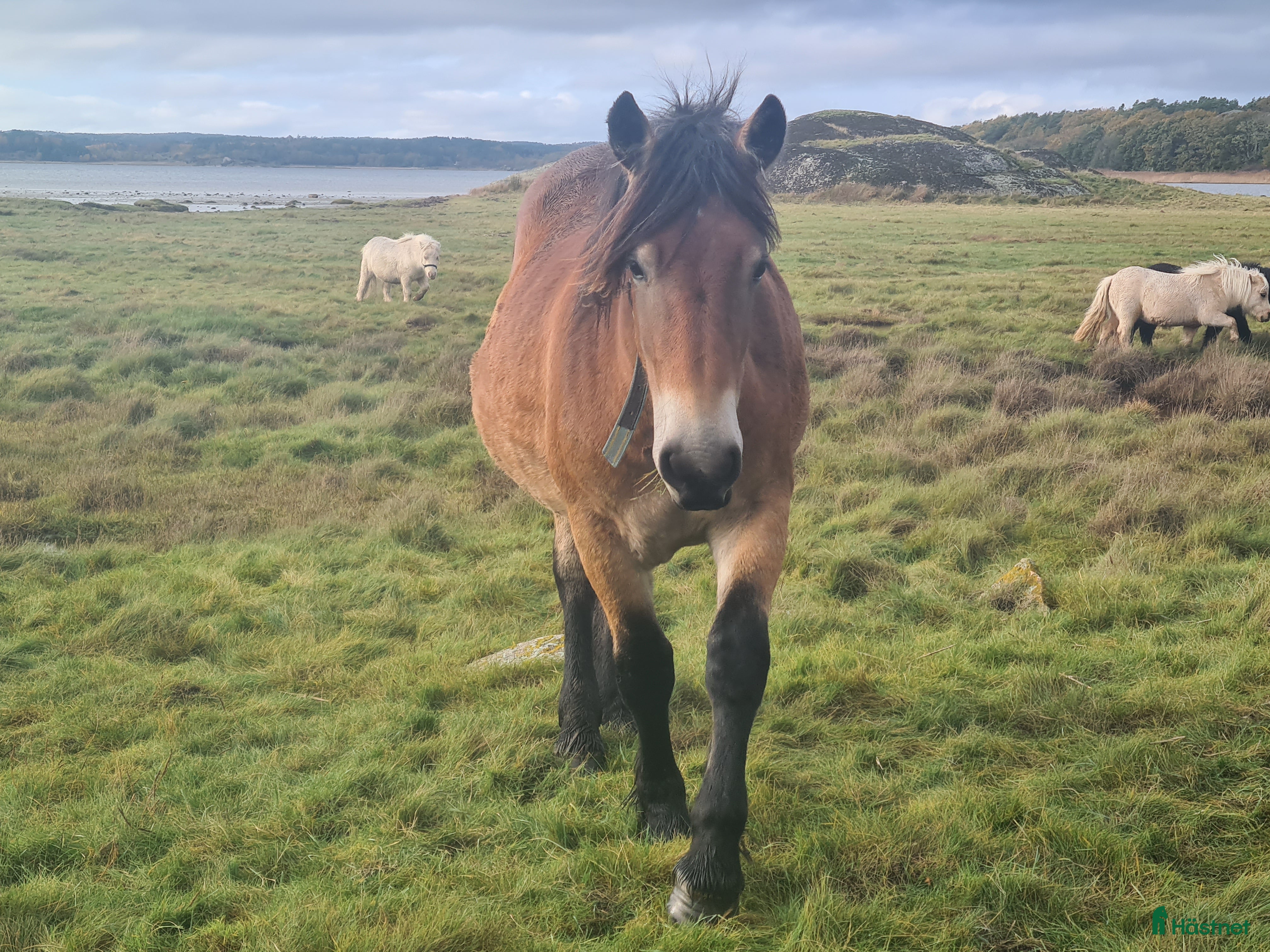  hästar Nordsvensk sto 1 år i Henån - Annons 18