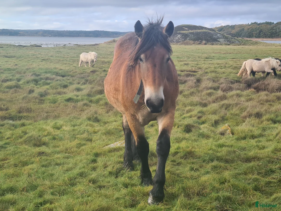 Allround hästar till salu: Nordsvensk sto 1 år i Henån - Annons 1