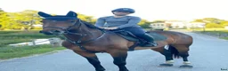  hästservice finnes: 🐴 Utbildning & förmedling på Stall Ljunganäs 🌿 - Annons 4