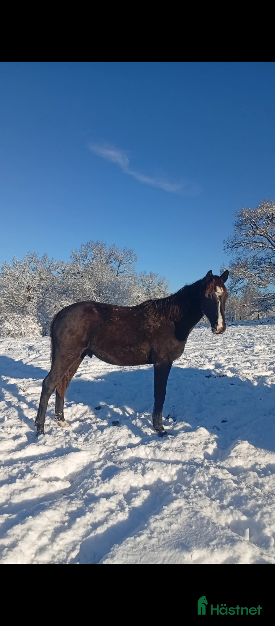 Allround hästar till salu: Gulsvart hingst -24 - Annons 2