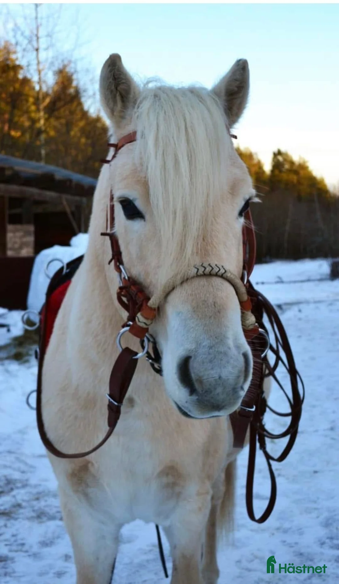 Sällskap hästar till salu: Trevlig valack  - Annons 2
