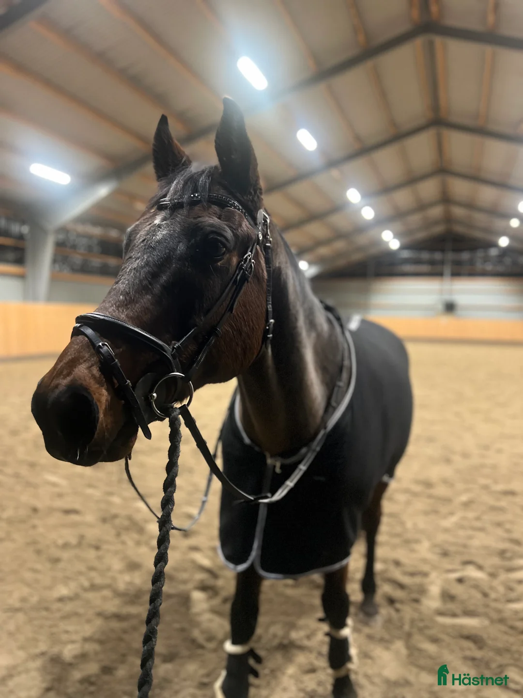 Träns hästutrustning till salu: Svart Lippo träns i Strömstad - Annons 1