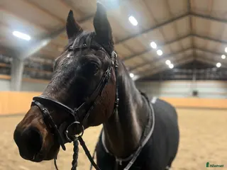 Träns hästutrustning Svart Lippo träns i Strömstad - Annons 7