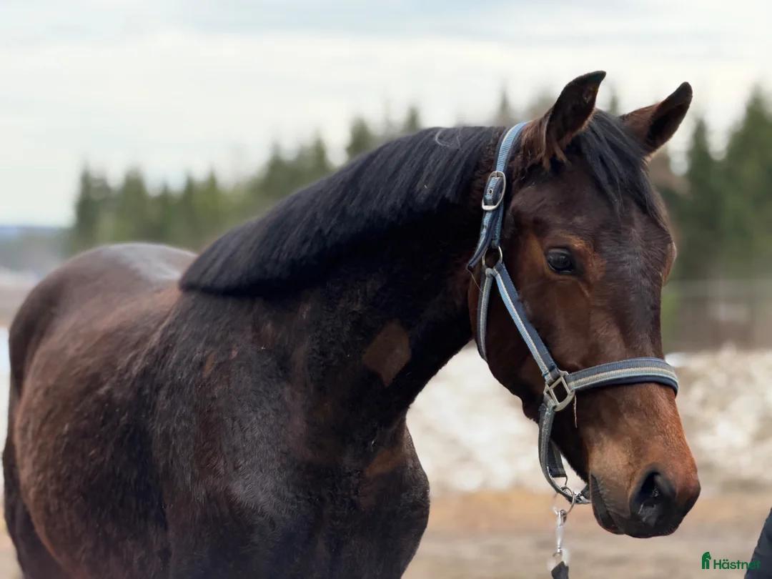 Allround hästar till salu: Världens bästa häst till salu  - Annons 1