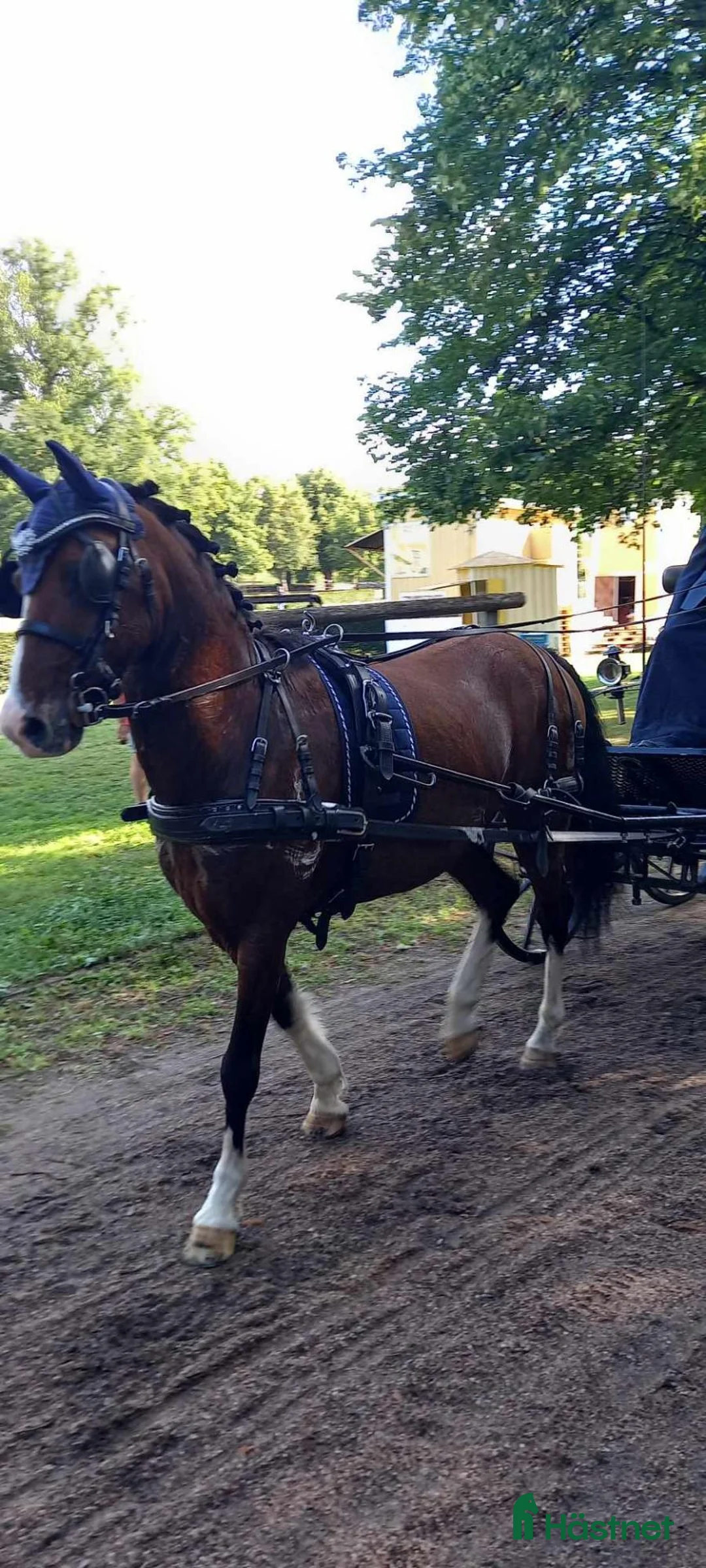 Körning hästar till salu: Karismatisk körponny  - Annons 2