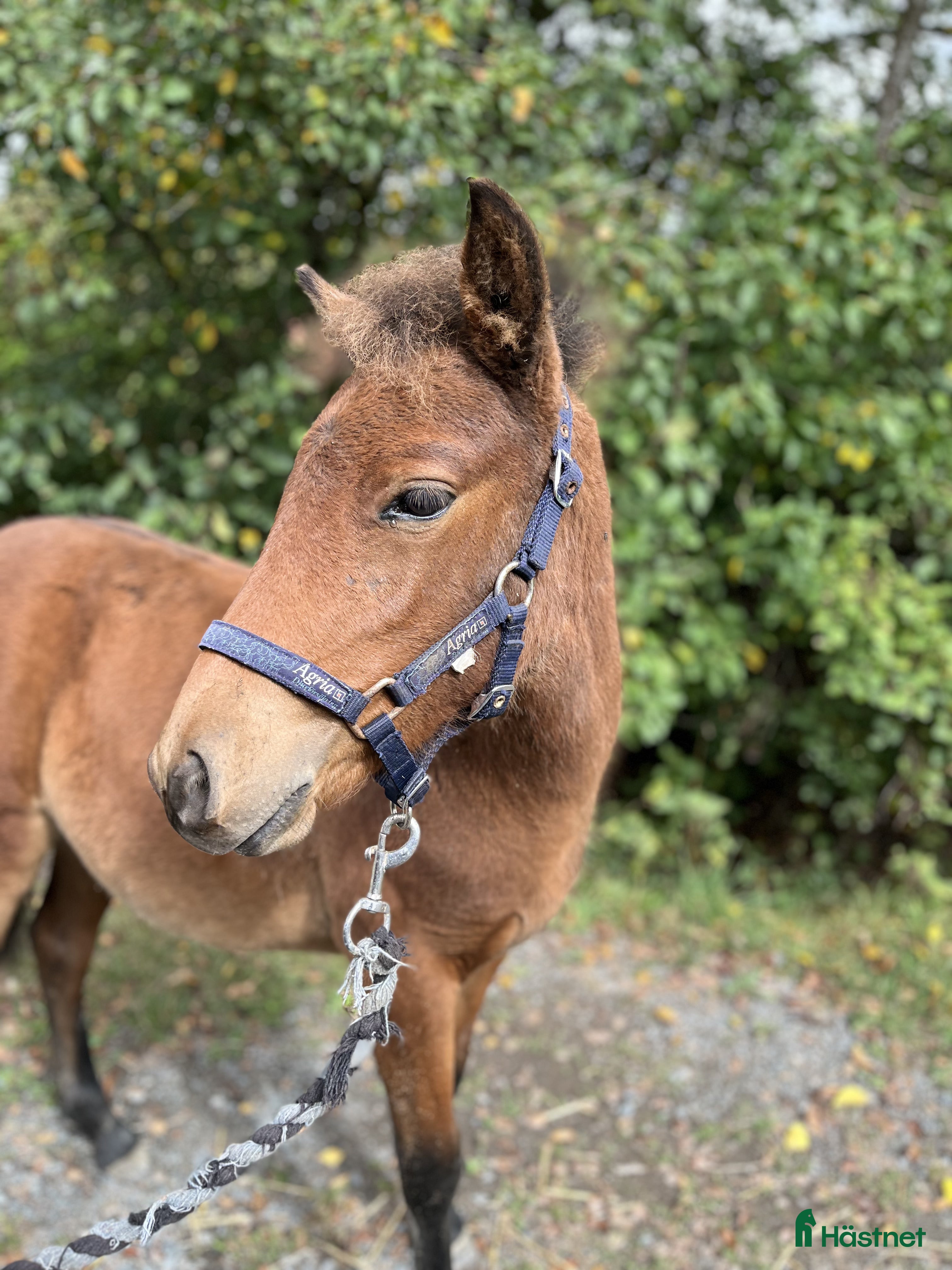  hästar Trevligt stoföl i Lidköping - Annons 21