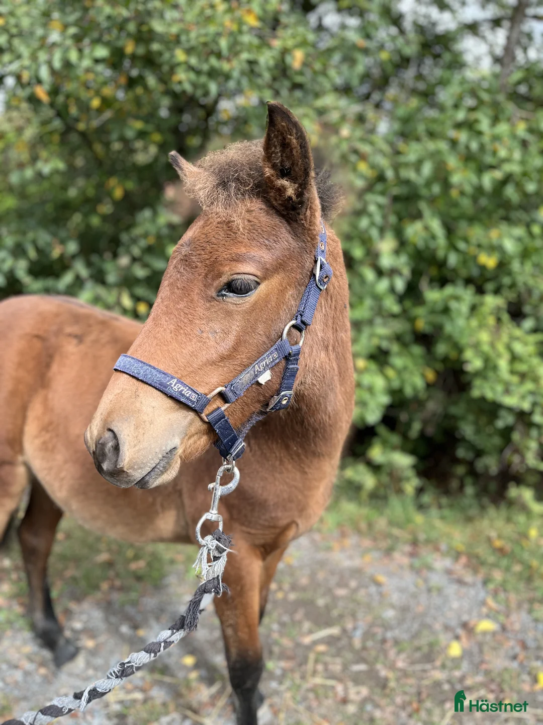 Trav hästar till salu: Trevligt stoföl - Annons 1