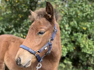 hästar Trevligt stoföl - Annons 1