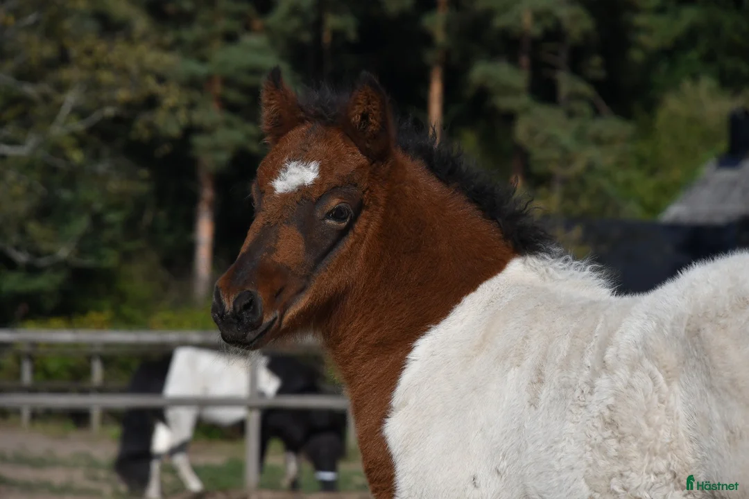 Island hästar till salu: Hingstföl med utstrålning! - Annons 7