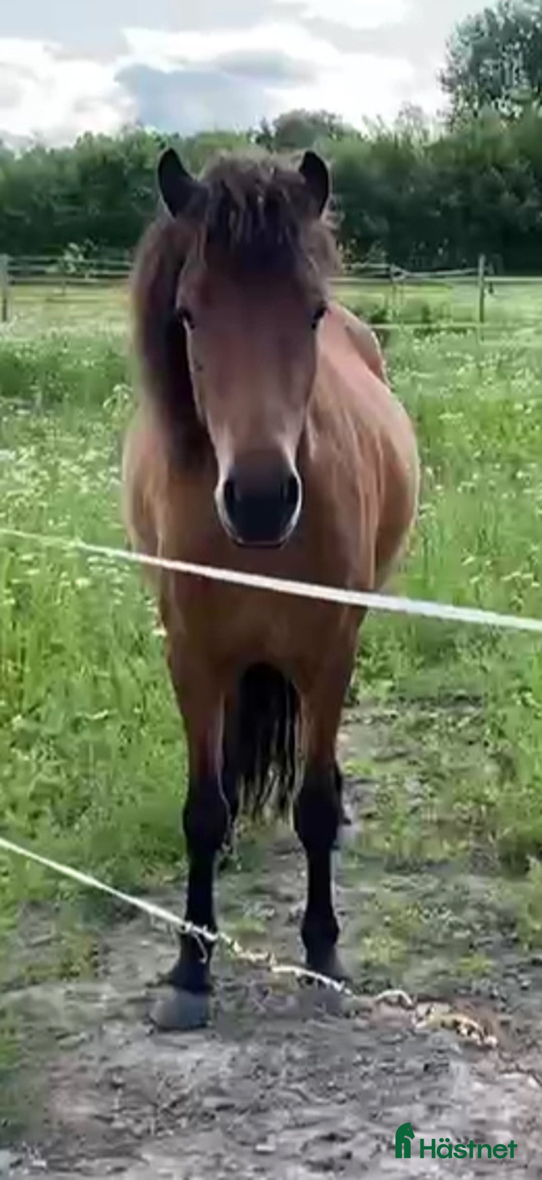 Island hästar till salu: Fint sto -21 5 bra gångarter ev byte  i Olsfors - Annons 2