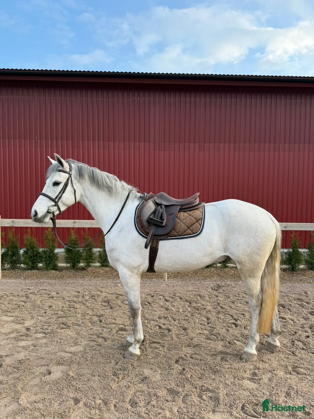 Allround hästar till salu: Trevliga D ponnyer till salu - Annons 2