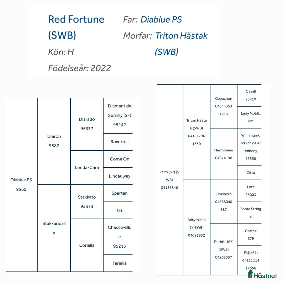 Hoppning hästar till salu: Mycket lovande Unghäst i Ingelstad - Annons 3