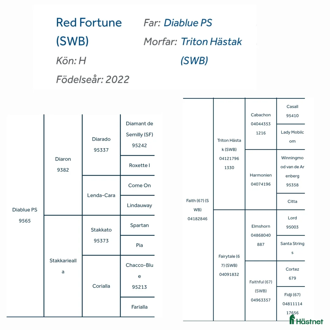 Hoppning hästar till salu: Mycket lovande Unghäst - Annons 3