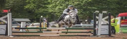 Allround hästar till salu: ⭐  Allround ponny ⭐ - Annons 3