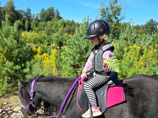 hästar Äldre sällskapssto i Växjö - Annons 17