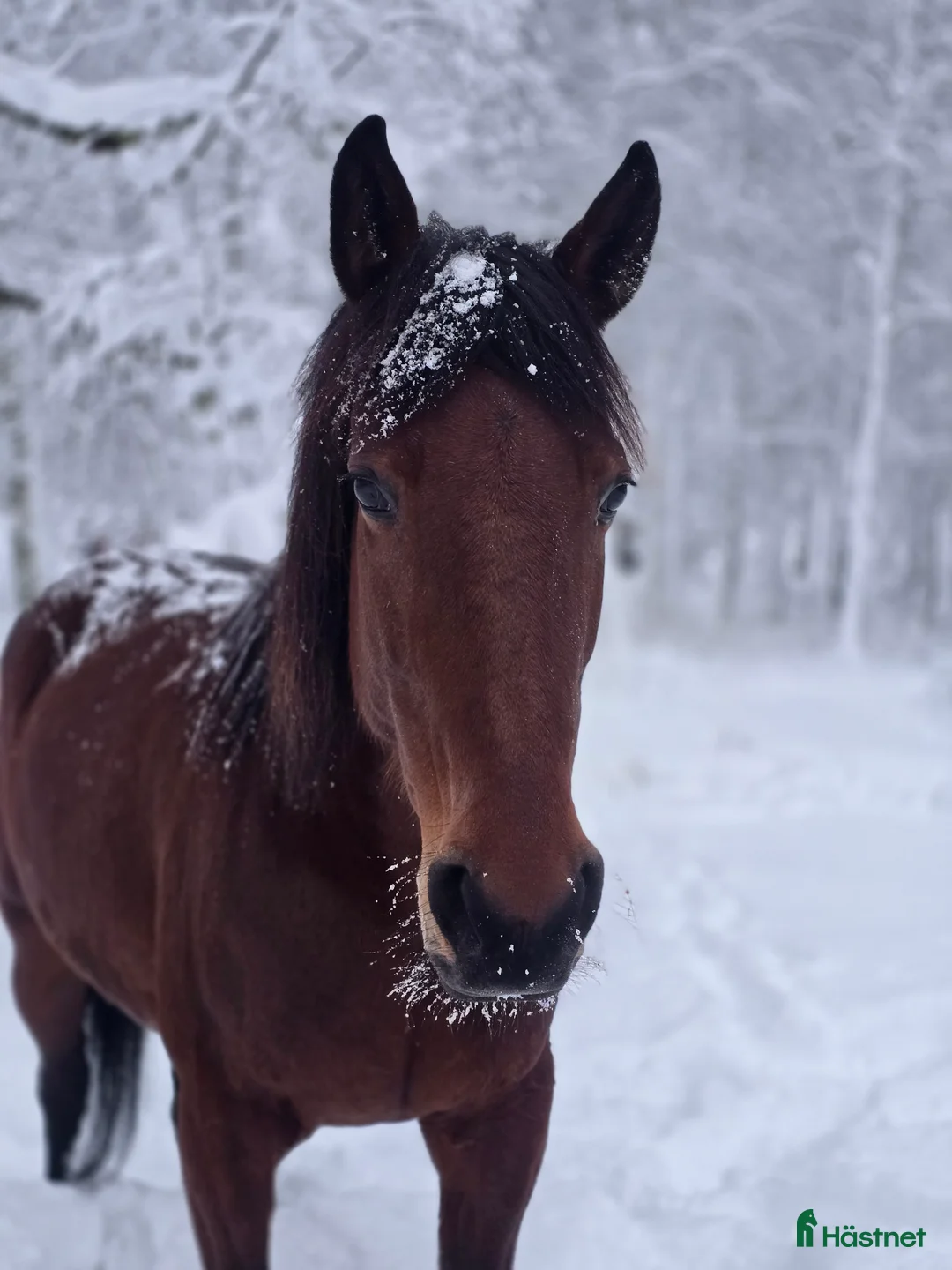 Allround hästar till salu: Trevligt sto - Annons 1