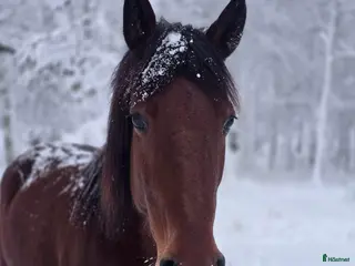 hästar Trevligt sto - Annons 8