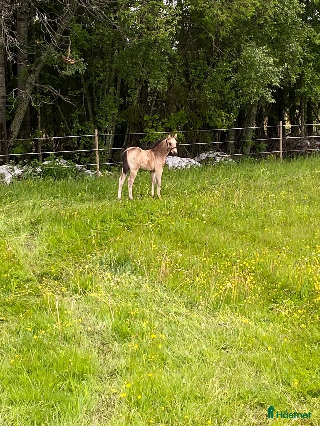 Western hästar till salu: Superfin Quarter åring  - Annons 8