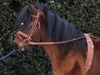 Övrig Körutrustning körning till salu: Tömkörningsdäckel - Annons 2