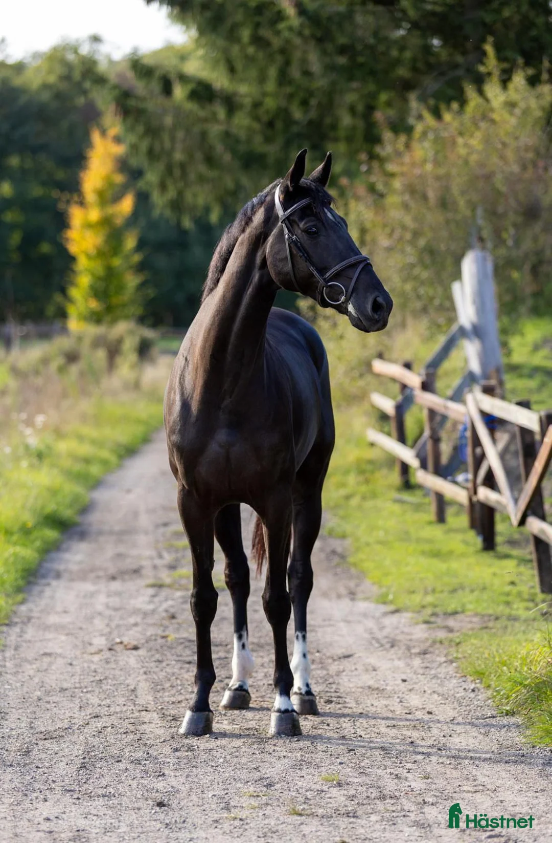  foderhäst finnes: Hyra toppstammad hopphäst - Annons 1