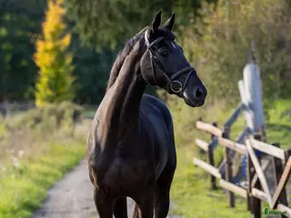 foderhäst Hyra toppstammad hopphäst - Annons 2