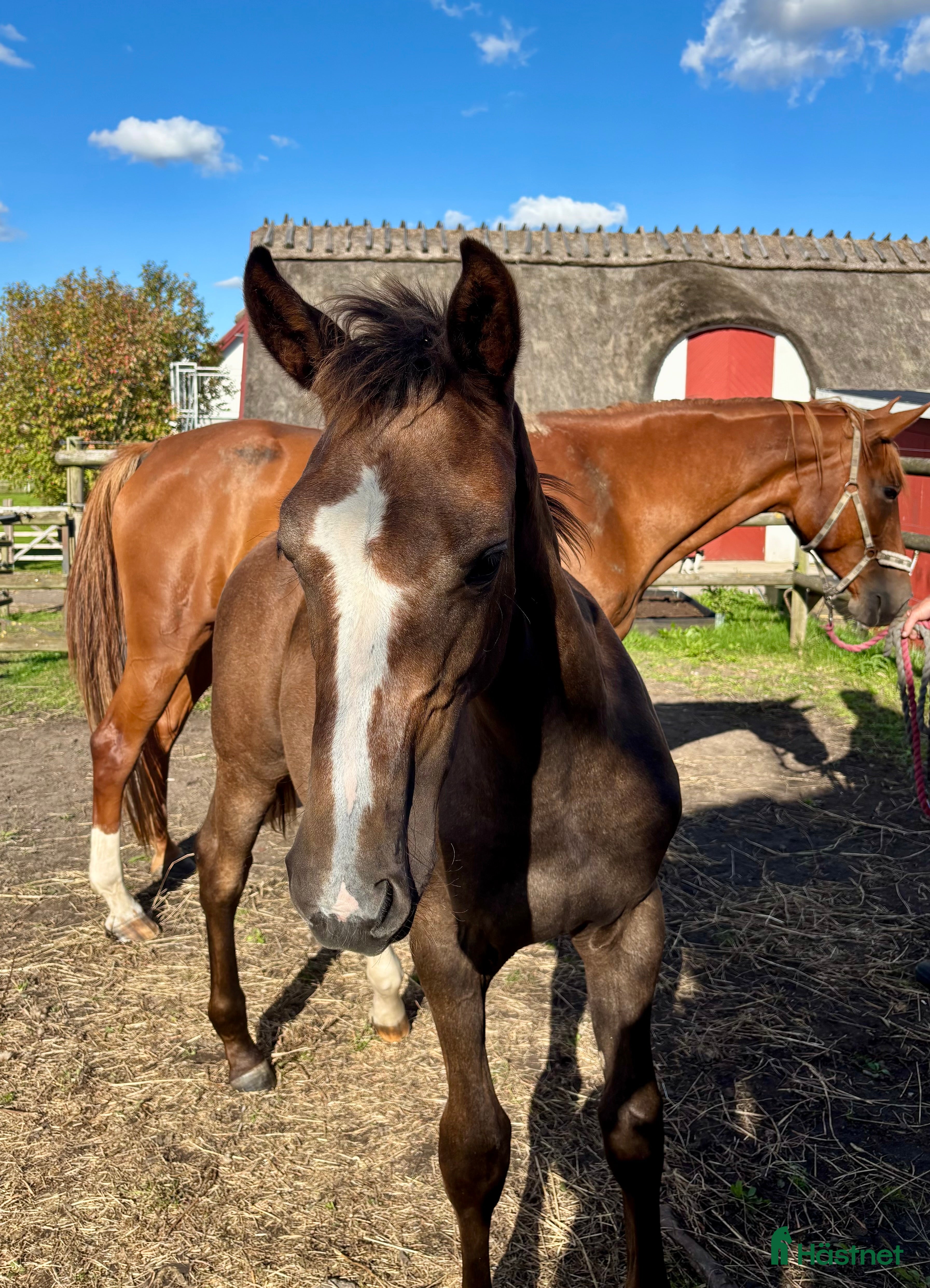  hästar Komplett sto med prestationsmöderne i Lund - Annons 18