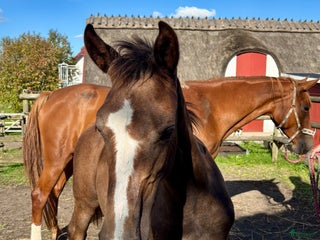 hästar Komplett sto med prestationsmöderne i Lund - Annons 13