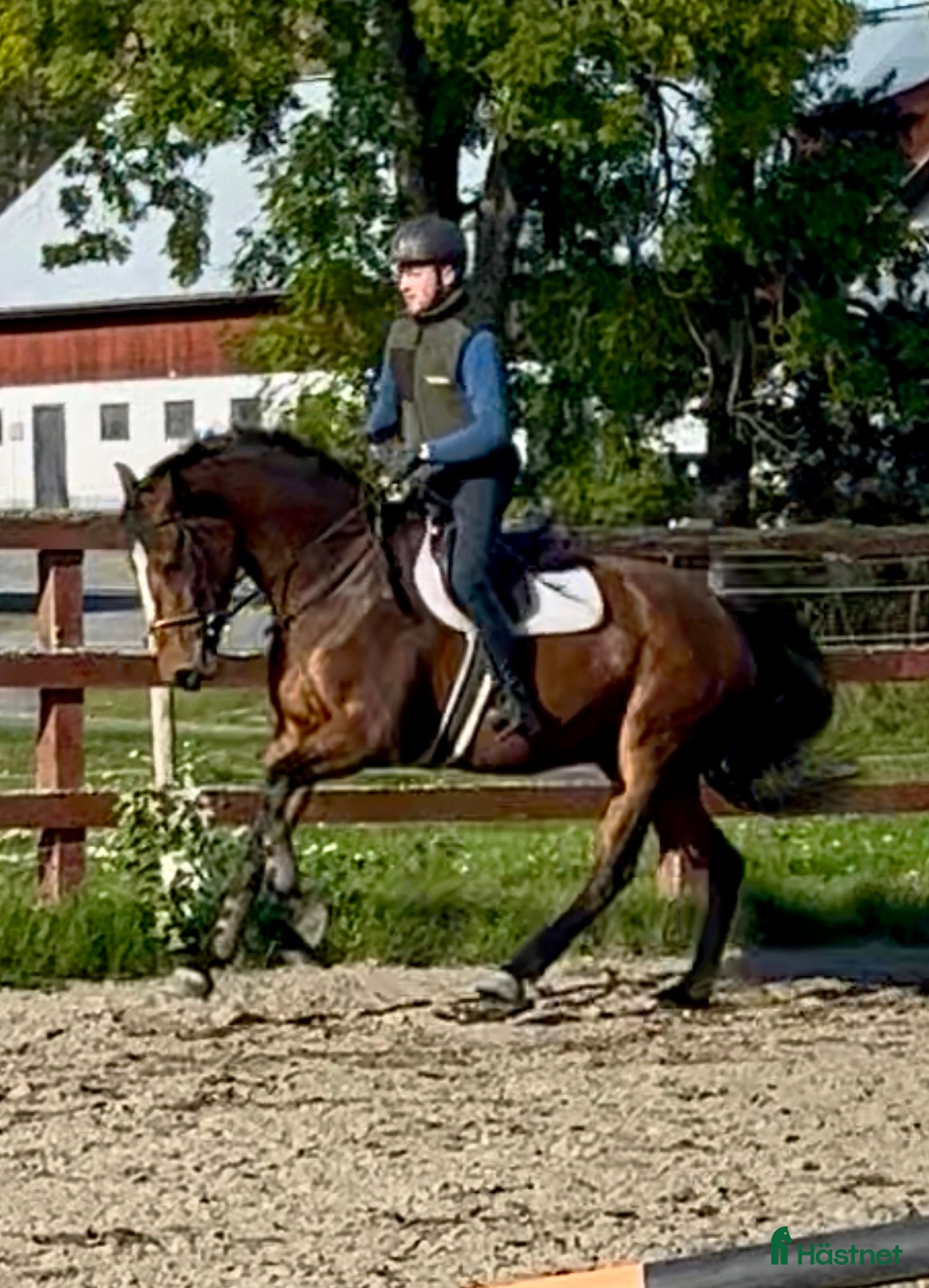  hästar Positiv unghäst med fantastiskt temperament! - Annons 1