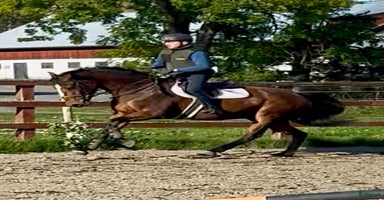  hästar i Edsbruk - Annons 13