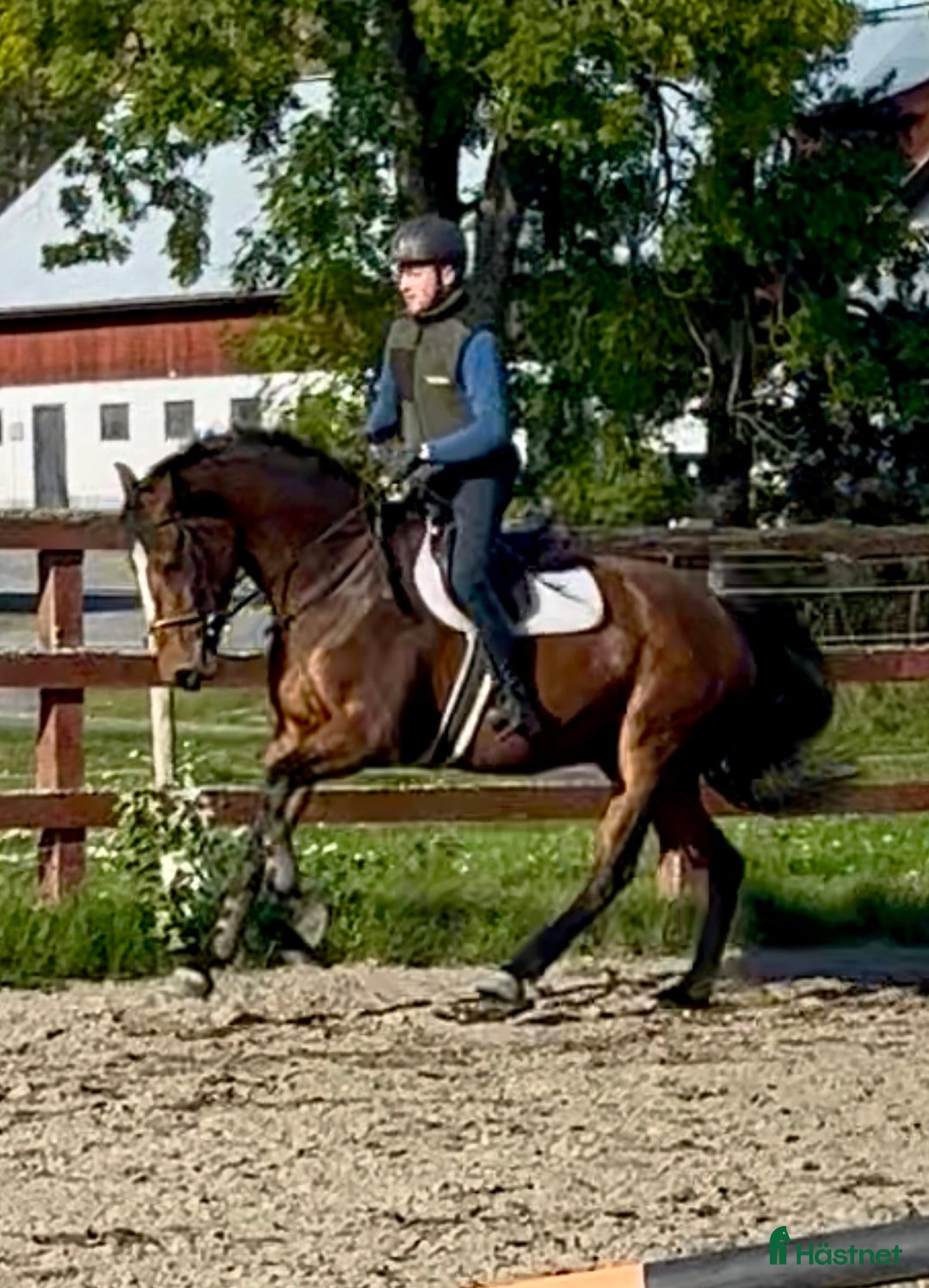 Hoppning hästar till salu: Unghästchampionat nästa år? i Edsbruk - Annons 2