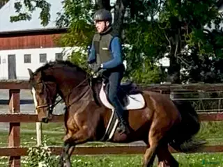 hästar Positiv unghäst med fantastiskt temperament! - Annons 8