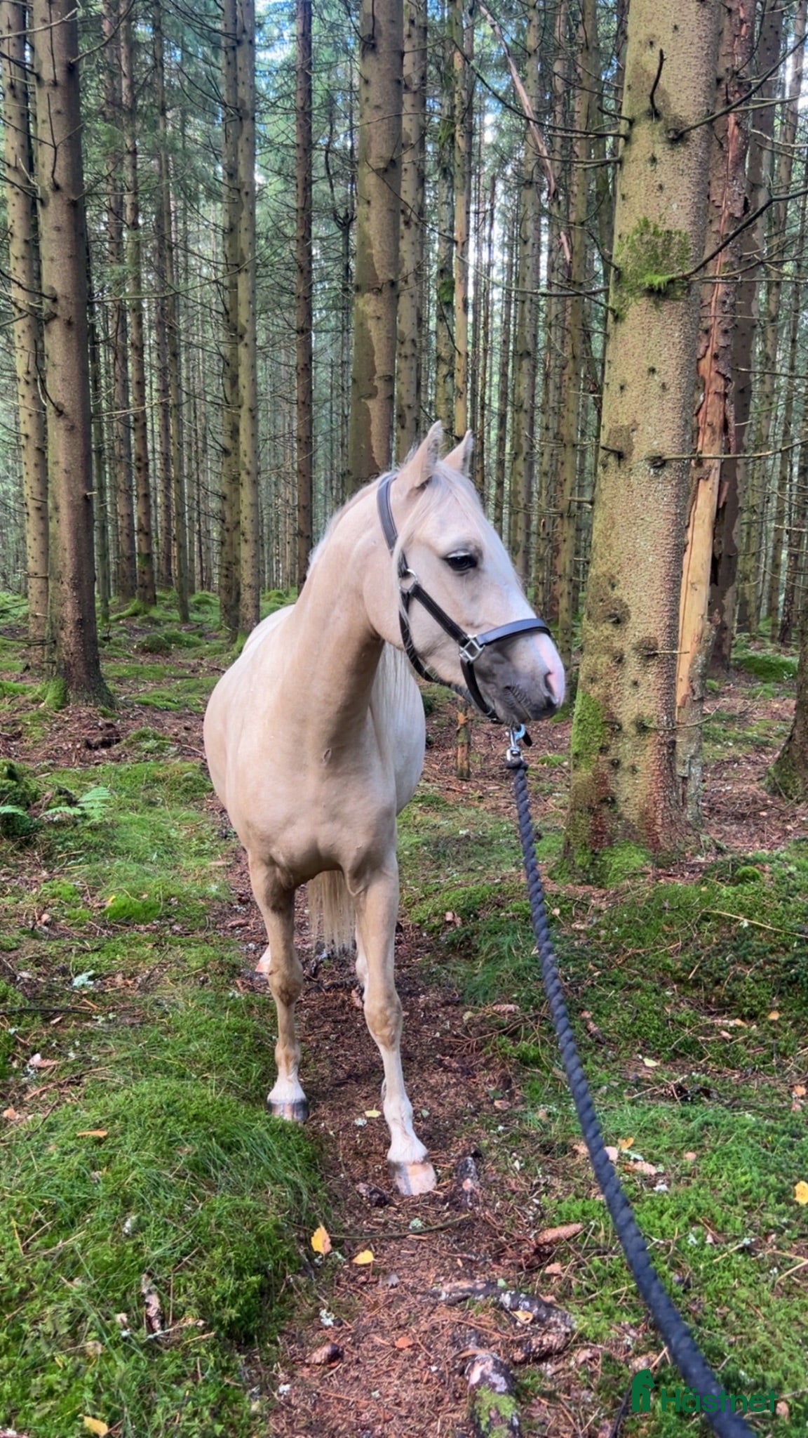  hästar Söt och snäll ungponny - Annons 1